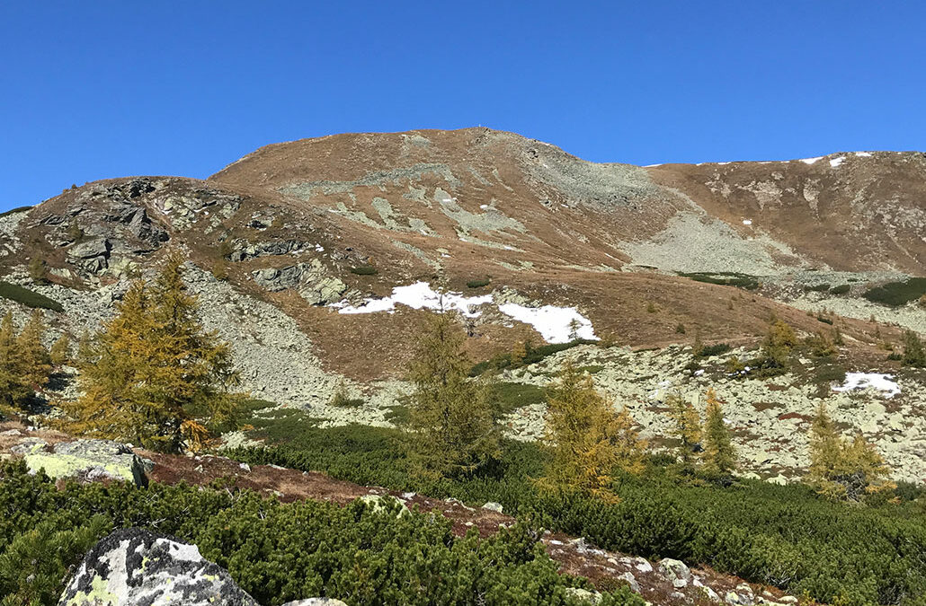 Kleiner Rosennock