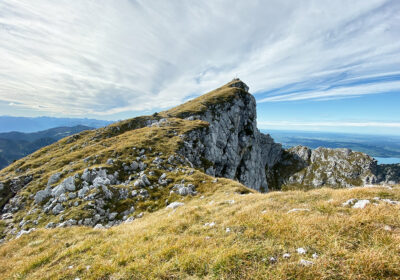 Krähe