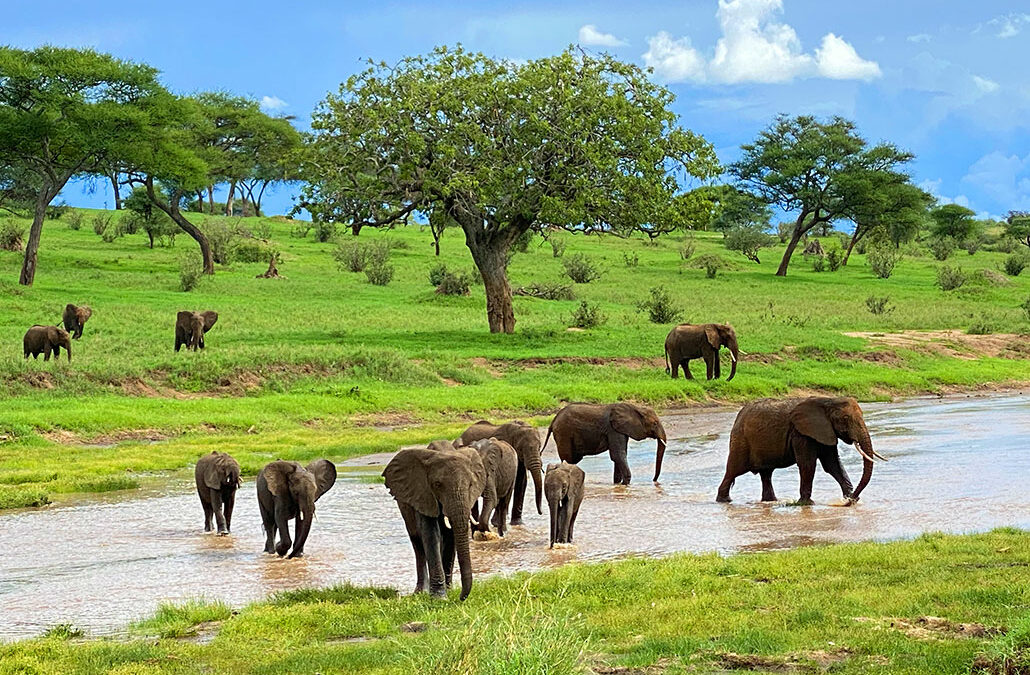 Tarangire Natioinal Park