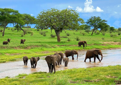 Tarangire Natioinal Park