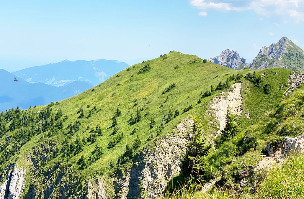 Feigenkopf