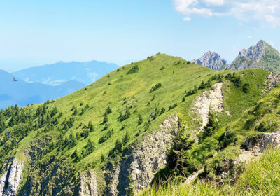 Feigenkopf