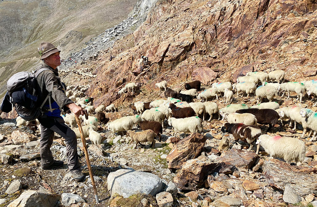 Transhumanz Ötztal – Schnalstal