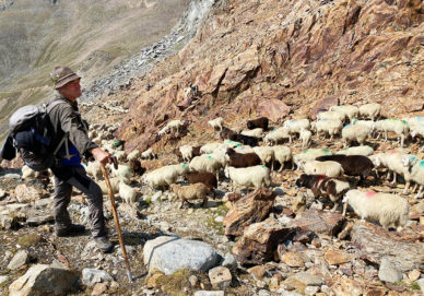 Transhumanz Ötztal – Schnalstal Transhumanz Ötztal - Schnalstal (Italien)