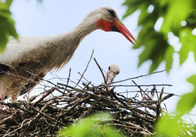 Storchhauptstadt Uehlfeld