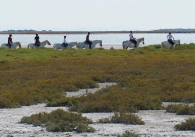 Camargue