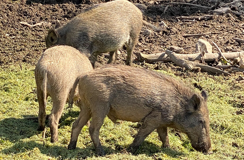 Hirschwald