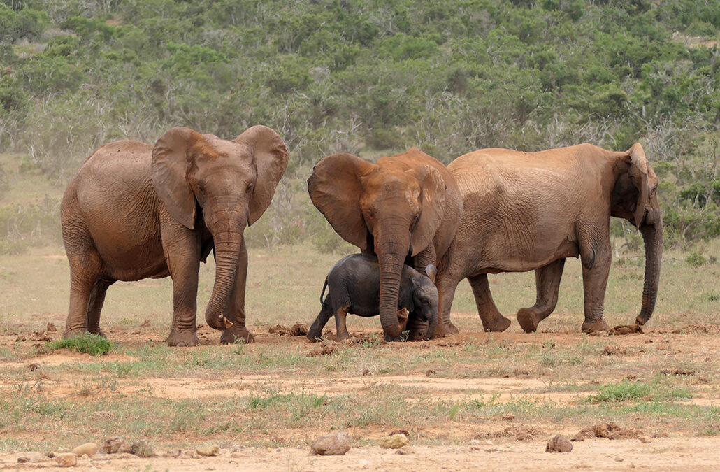 Addo Elephant Park