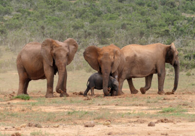 Addo Elephant Park