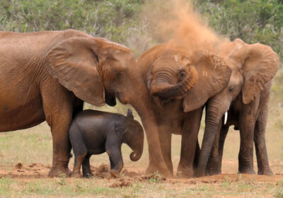 Tiere Afrikas