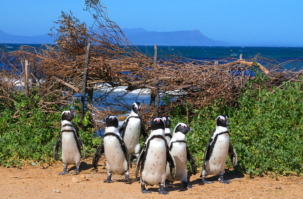 Betty’s bay