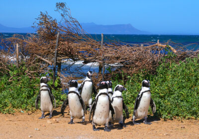 Betty’s bay