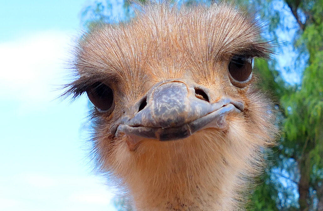 Highgate Ostrich Show Farm