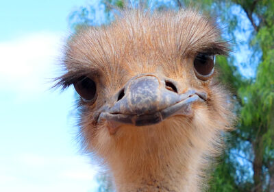 Highgate Ostrich Show Farm