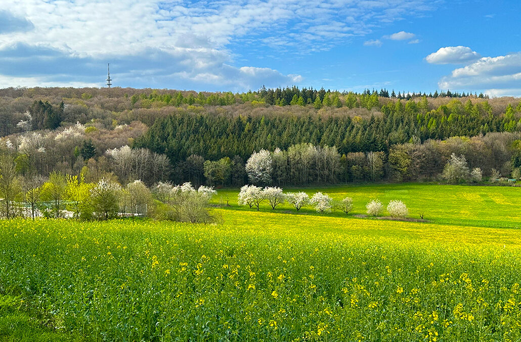 Bosenberg