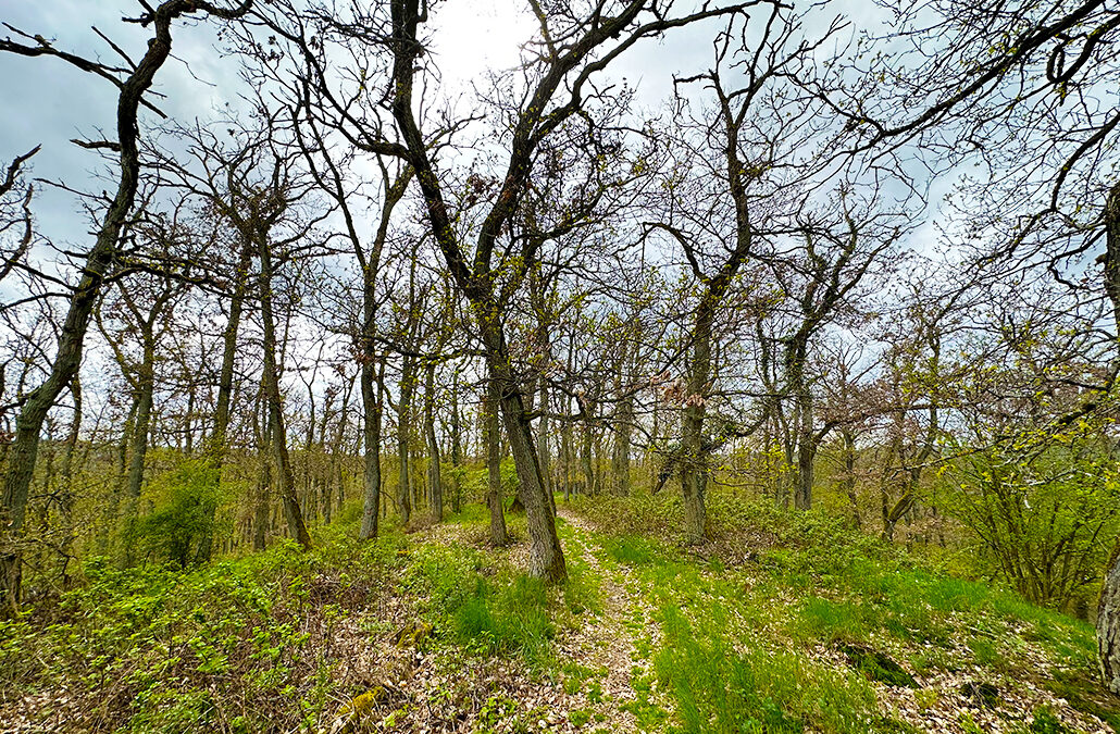 Hirschkopf