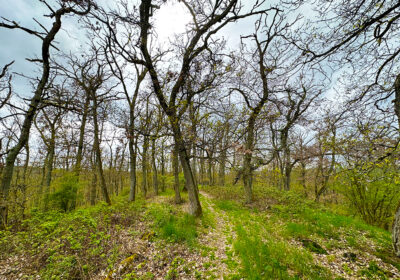 Hirschkopf