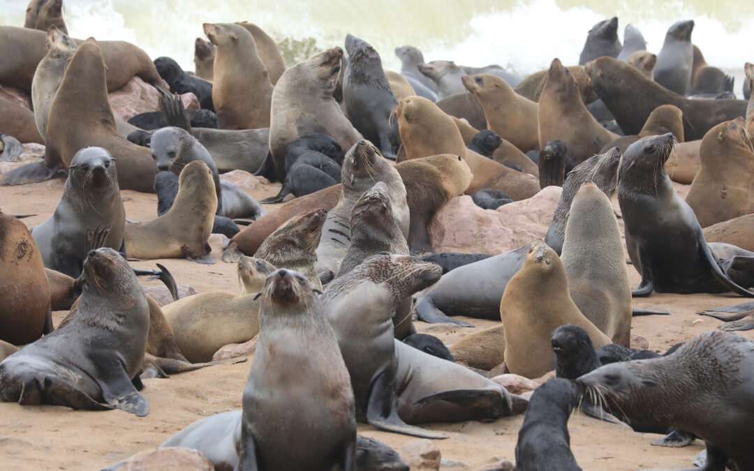 Cape Cross / Kreuzkap