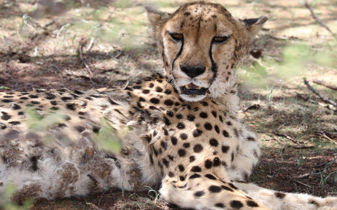 Cheetah Conservation Fund