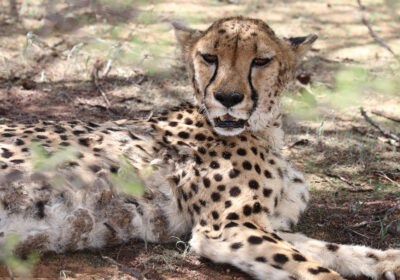 Cheetah Conservation Fund