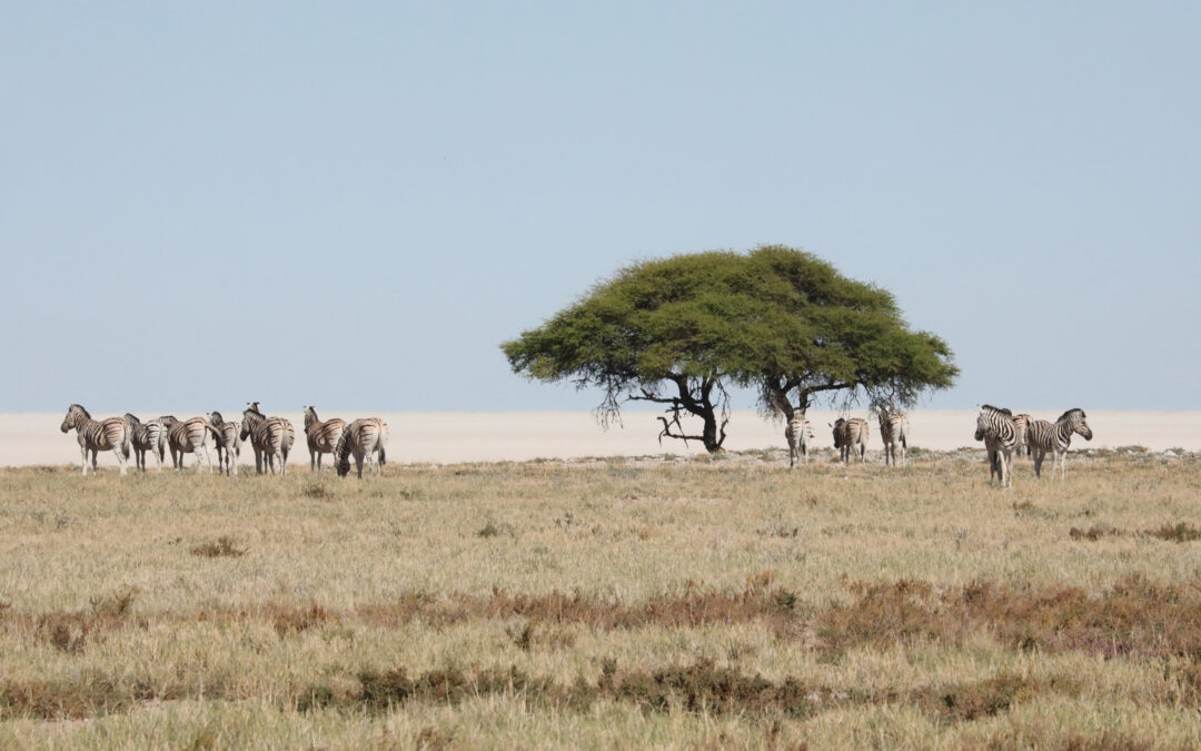 Etosha National Park