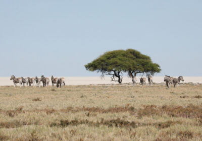 Etosha National Park