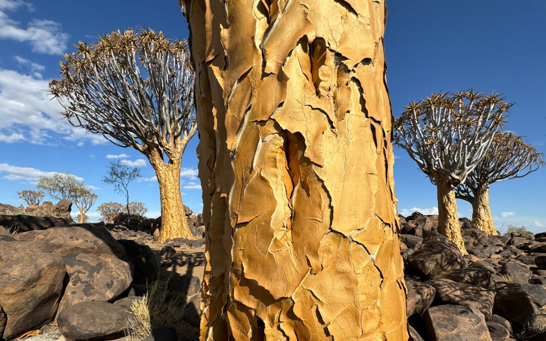 Quivertree Forest