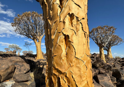 Quivertree Forest