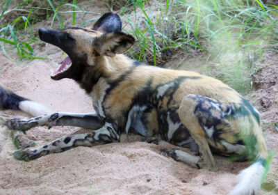 Sabi Sabi Game Reserve