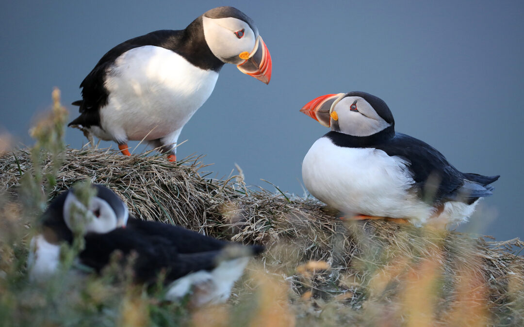 Puffins of Iceland