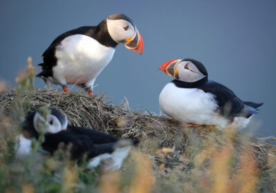 Puffins of Iceland