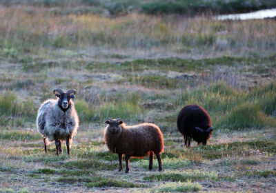 Sheep of Iceland