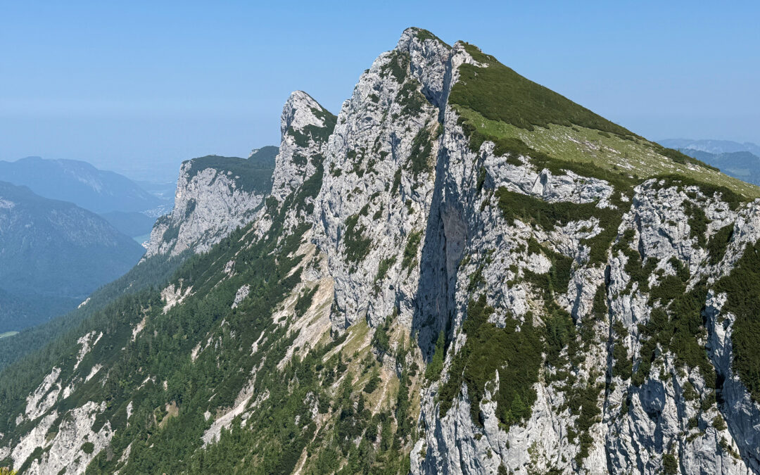 Großer Weitschartenkopf