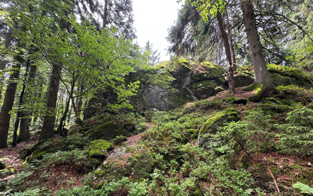 Waldhäuserriegel