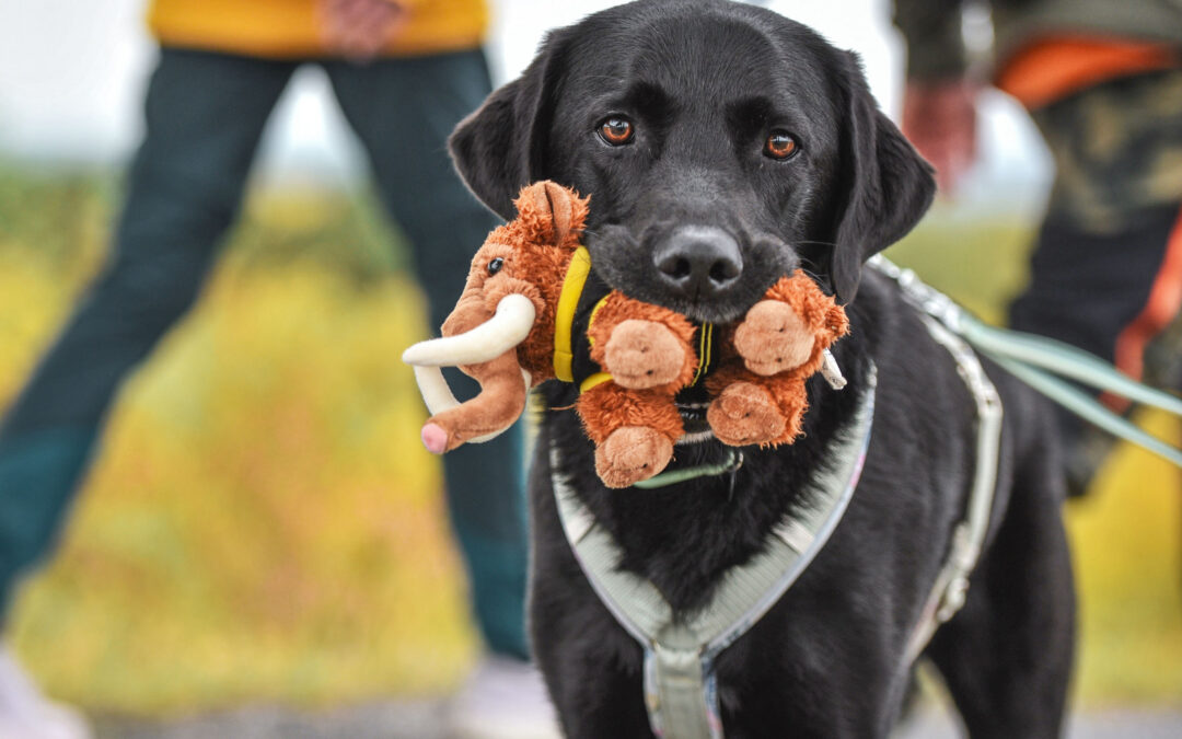 Mammutmarsch Hannover 42 km