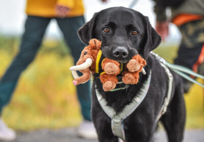 Mammutmarsch Hannover 42 km