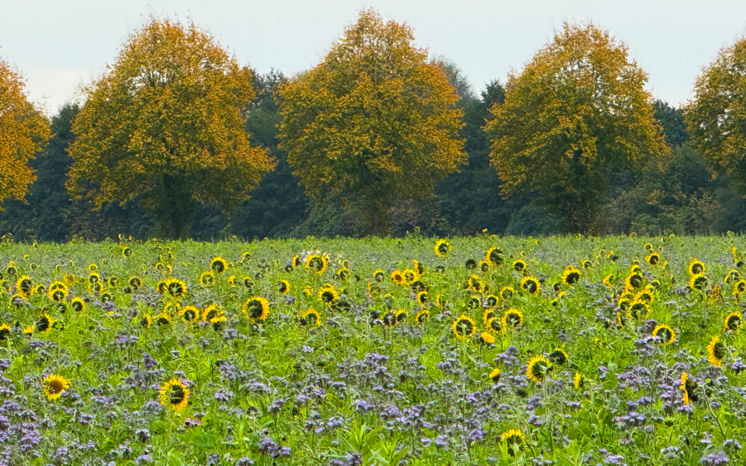 Münsterland