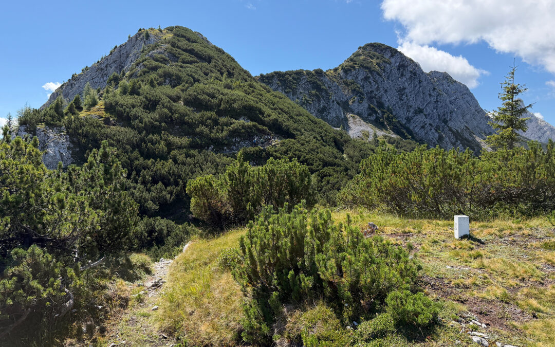 Mittlerer Achterkopf