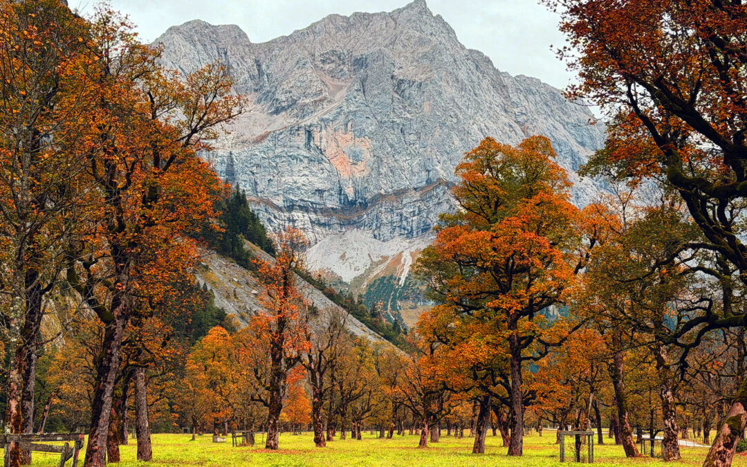 Großer Ahornboden