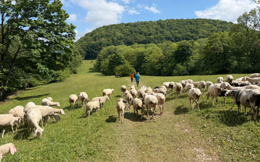 7. Halb-Traum