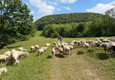 7. Halb-Traum